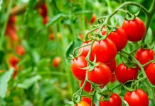 Почему так важно применять биопрепараты
