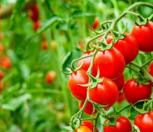 Почему так важно применять биопрепараты