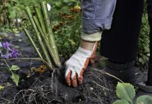 Как сохранить корневища и луковицы до весны