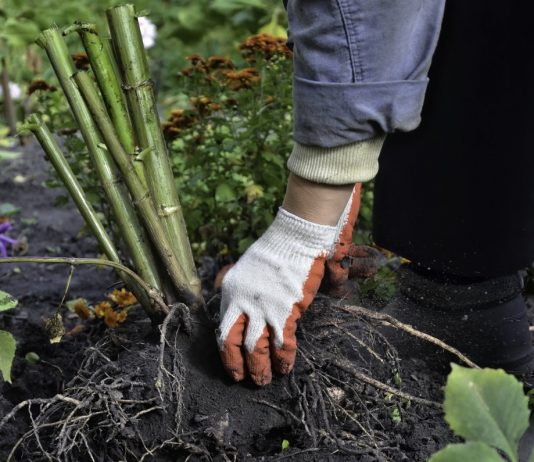 Как сохранить корневища и луковицы до весны - НПО «Биотехсоюз» Как сохранить корневища и луковицы до весны