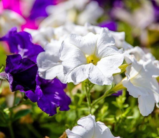 Выращиваем петунии — от семян до высадки в грунт - Цветник и ландшафт Выращиваем петунии — от семян до высадки в грунт