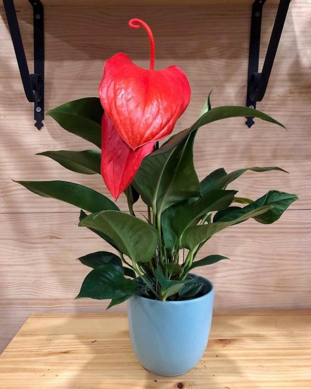 Антуриум Шерцера (Anthurium scherzerianum)