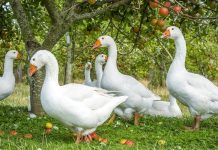 Домашние гуси — лучшие породы и особенности содержания