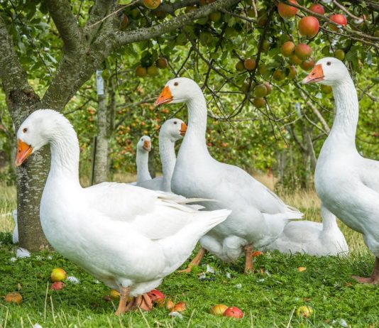 Домашние гуси — лучшие породы и особенности содержания