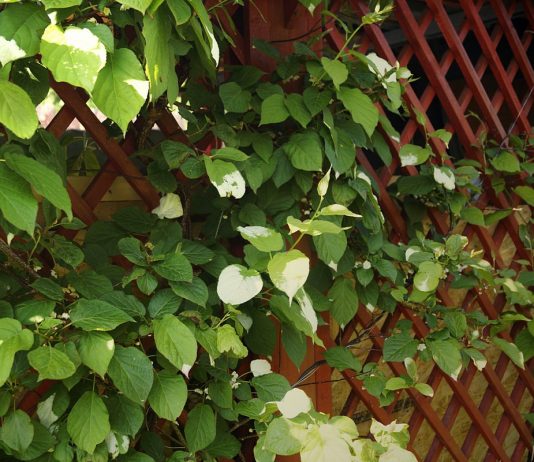 Какую актинидию выбрать для средней полосы — коломикта или аргута?