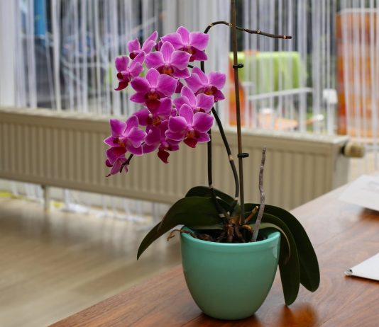 Какую орхидею выбрать для дома?