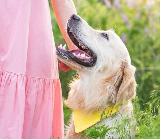 Какую породу собаки выбрать семье с маленьким ребенком? - Животные Какую породу собаки выбрать семье с маленьким ребенком?