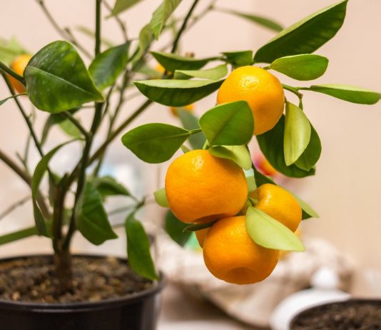 Комнатный каламондин — самый плодовитый среди цитрусовых