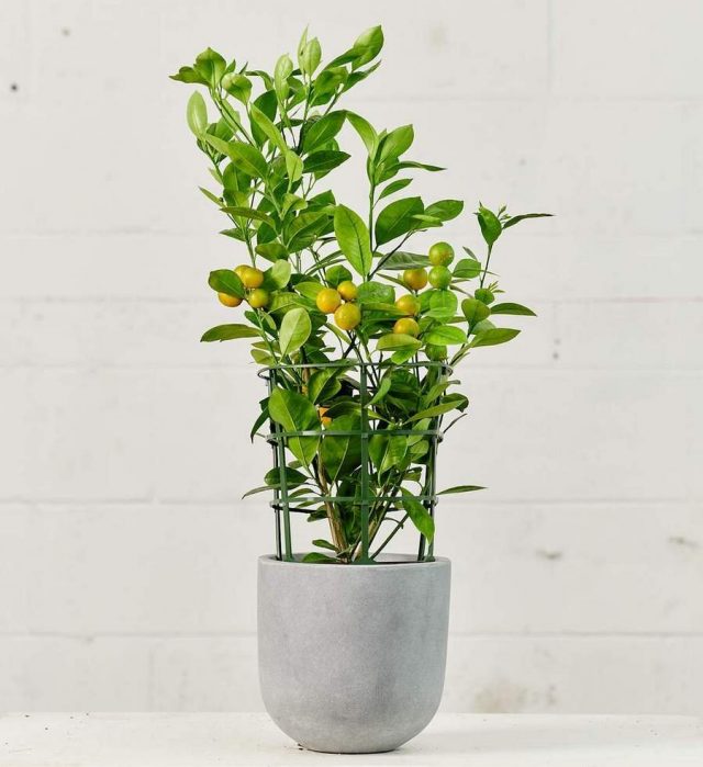 Цитрофортунелла (× Citrofortunella microcarpa, торговое имя — calamansi)
