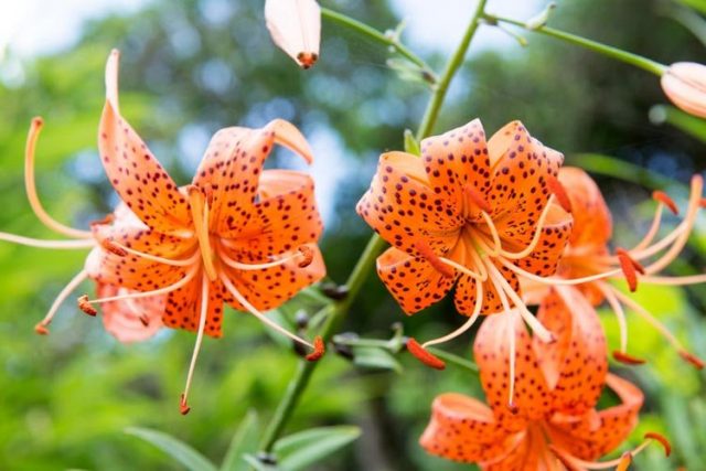 Лилии ланцетолистные (Lilium lancifolium)