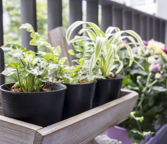 Как я пыталась победить паутинного клеща без химии