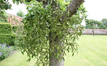 Омела — и враг, и друг