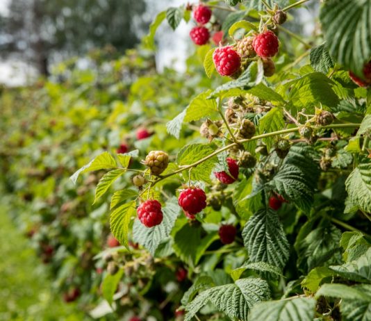 Правила закладки малинника для стабильного урожая на много лет