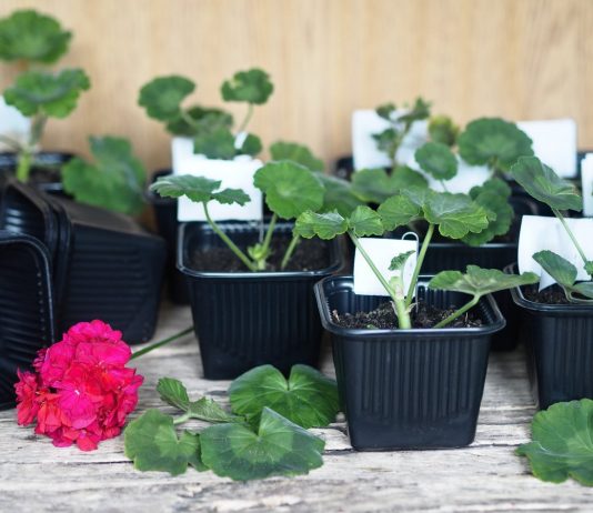 Размножение пеларгоний черенками — удастся даже новичкам! - Красивоцветущие Размножение пеларгоний черенками — удастся даже новичкам!