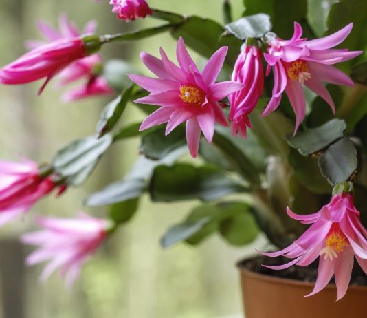 Рипсалидопсис — весеннецветущий родственник шлюмбергеры - Красивоцветущие Рипсалидопсис — весеннецветущий родственник шлюмбергеры