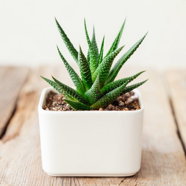 Хавортия (Haworthia)