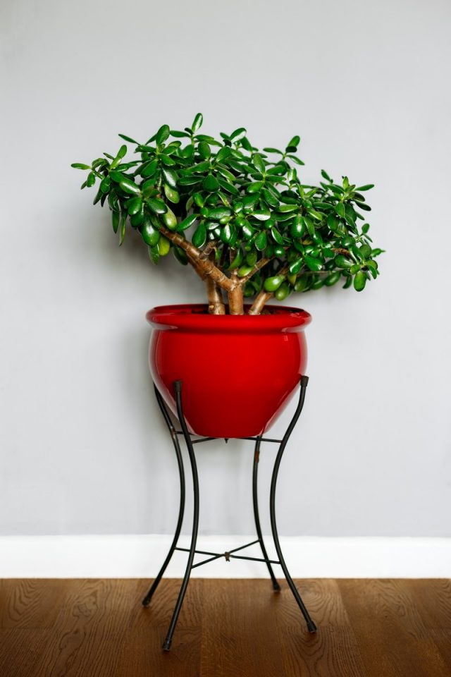 Толстянка овальная (Crassula ovata)