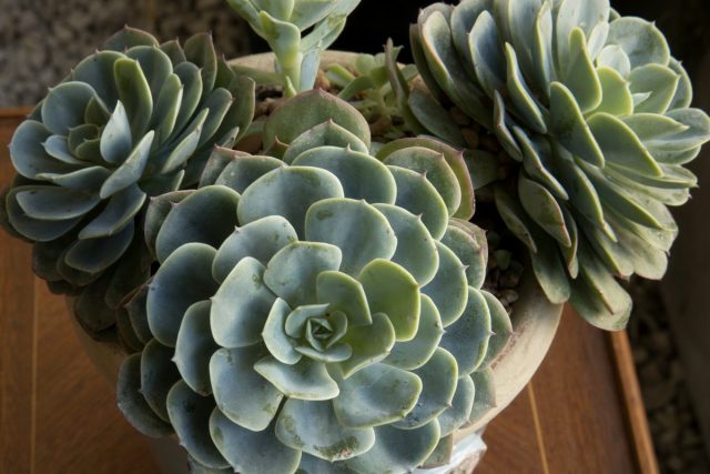 Эхеверия (Echeveria)