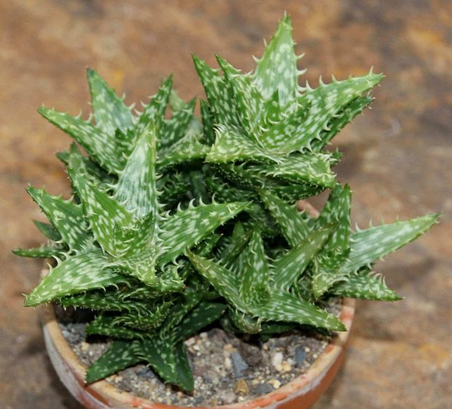 Алоэ ювенильное (Aloe juvenna)