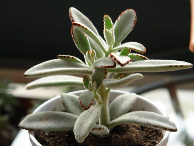 Каланхое войлочное (Kalanchoe tomentosa)