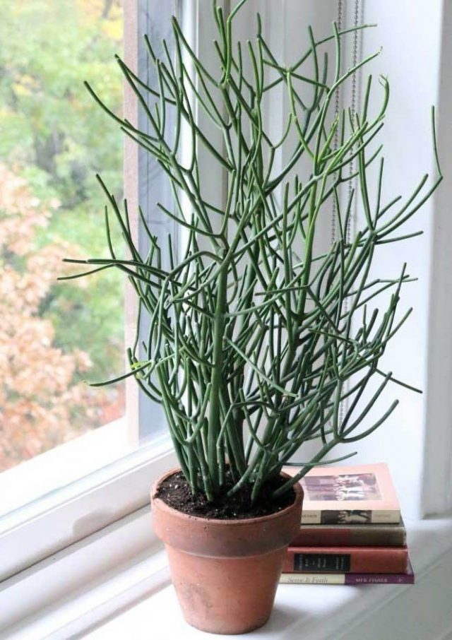 Молочай тирукалли (Euphorbia tirucalli)