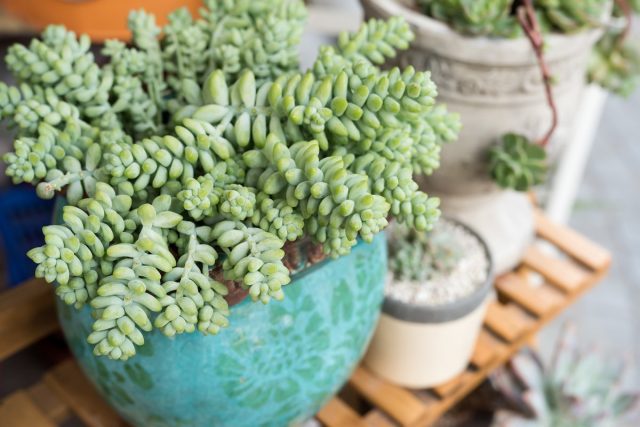 Седум (Sedum)