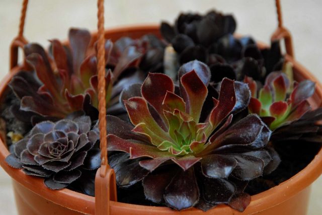 Эониум древовидный (Aeonium arboreum)