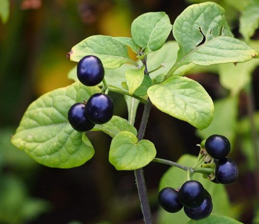 Сараха съедобная — экзотические «помидорчики» со вкусом винограда