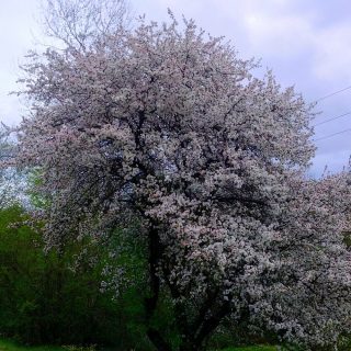 Дичка цветёт, можно заготавливать