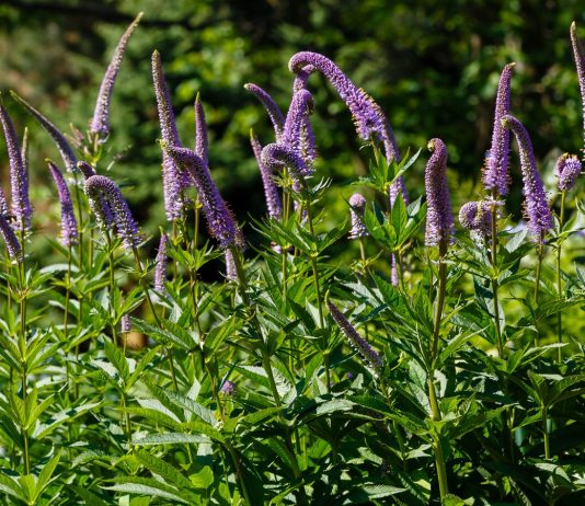 Вероникаструм — эффектный гигант-многолетник для миксбордеров