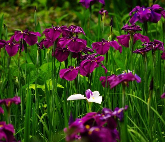 Японские ирисы хана-шобу — эксклюзив, который может поселится и в вашем саду