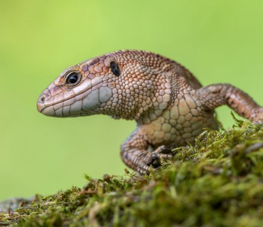 Ящерицы — соседи и помощники
