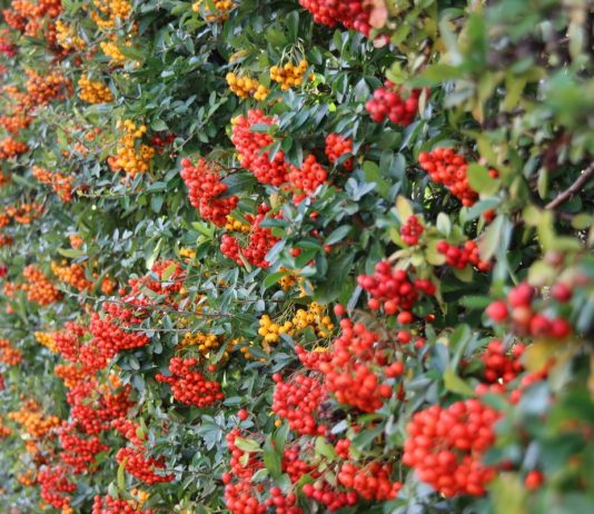 Живые изгороди из плодовых кустарников — и вкусно, и красиво