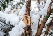 Зимние травмы деревьев и кустарников — проблемы и решения