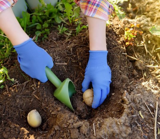 10 способов посадки картофеля