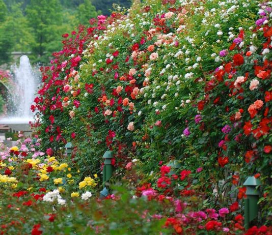 Миксбордер — оригинальная цветочная композиция