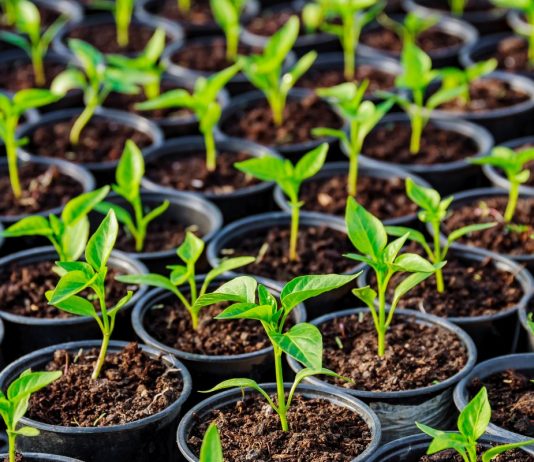 Секреты выращивания, с которыми рассада под защитой