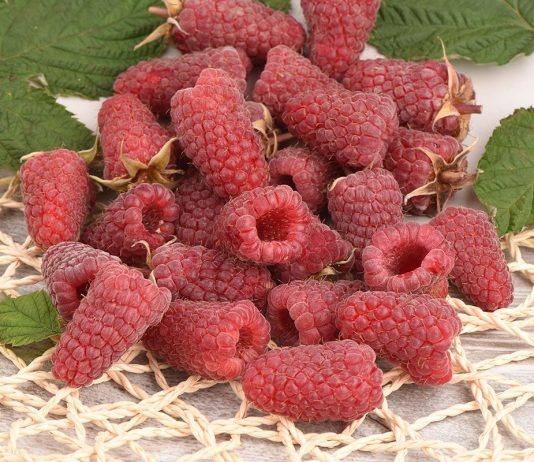 Ягодные сорта для вашего сада