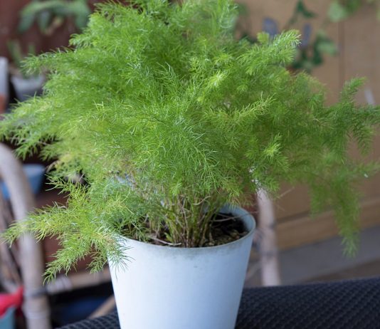 Аспарагус перистый — быстрорастущая «паутинка», или «холодок» - Комнатные растения Аспарагус перистый — быстрорастущая «паутинка», или «холодок»