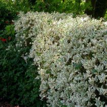 Бирючина овальнолистная (Ligustrum ovalifolium), сорт «Аргентеум» (Argenteum)