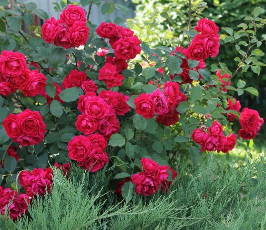 Чайно-гибридные и плетистые розы — характеристики сортов для разных регионов