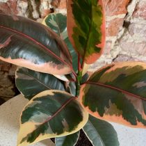 Фикус эластика, или Каучуконосный (Ficus elastica), сорт «Белиз» (Belize) 