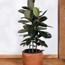 Фикус эластика, или Каучуконосный (Ficus elastica), сорт «Бургунди» (Burgundy) 