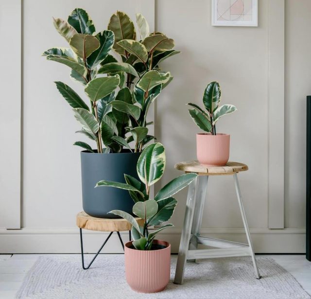 Фикус эластика, или Каучуконосный (Ficus elastica), сорт «Тинеке» (Tineke)