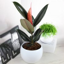 Фикус эластика, или Каучуконосный (Ficus elastica), сорт «Абиджан» (Abidjan) 