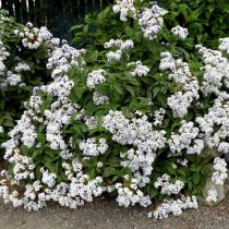 Гелиотроп древовидный (Heliotropium arborescens), сорт «Альба» (Alba)