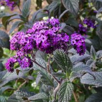 Гелиотроп древовидный (Heliotropium arborescens), сорт «Блэк Бьюти» (Black Beauty)