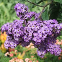 Гелиотроп древовидный (Heliotropium arborescens), сорт «Марина» (Marine)