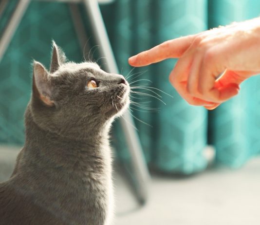 Гипоаллергенные животные для людей, склонных к аллергии - Животные Гипоаллергенные животные для людей склонных к аллергии