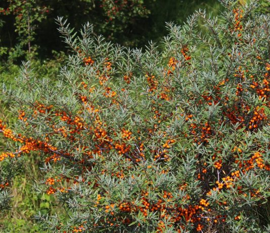 Как ограничить поросль облепихи? - Ягодник Как ограничить поросль облепихи?